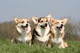 CORGI PEMBROKE 1267